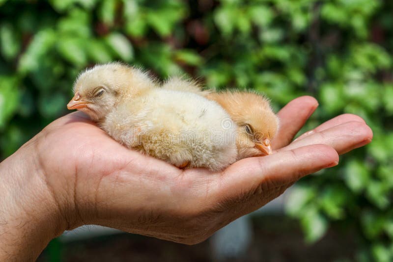 Two sleepy and tired yellow chicks in hand. .Two very sweet chicks in one hand and spring concept in background