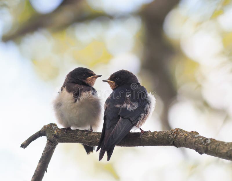 Two small baby swallows sitting on a branch clinging to each ot