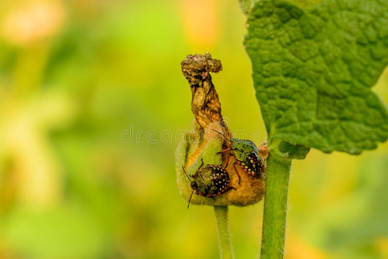 Two Small Bugs Eating Leaves in the Park Stock Image Image of insects