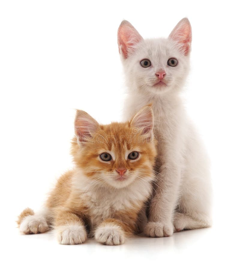 Two small cats stock photo. Image of cats, pedigreed 271770386