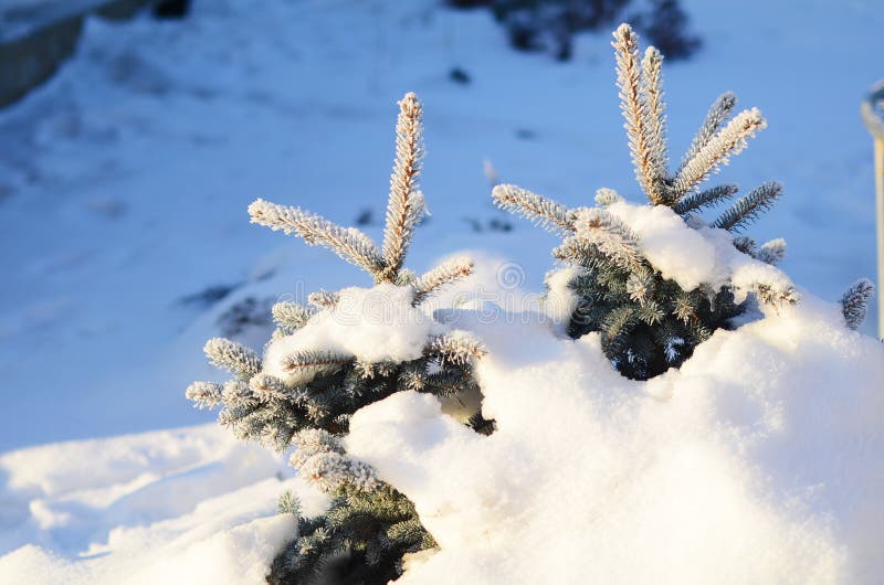 Two small Christmas tree covered with snow stock photography