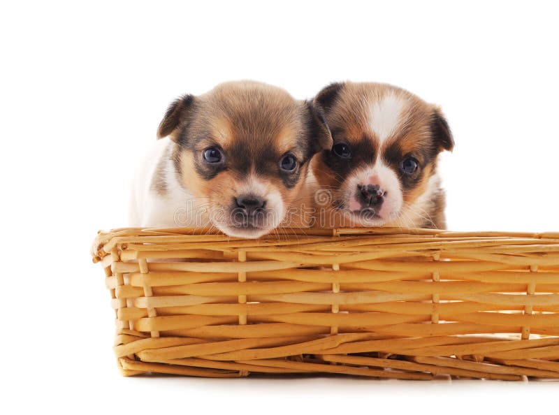 Two small dogs in a basket stock photo. Image of nice 178402866