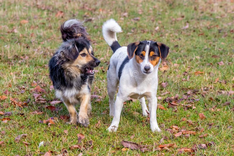 Two Small Dogs while Walking in the Autumn Garden Stock Image Image