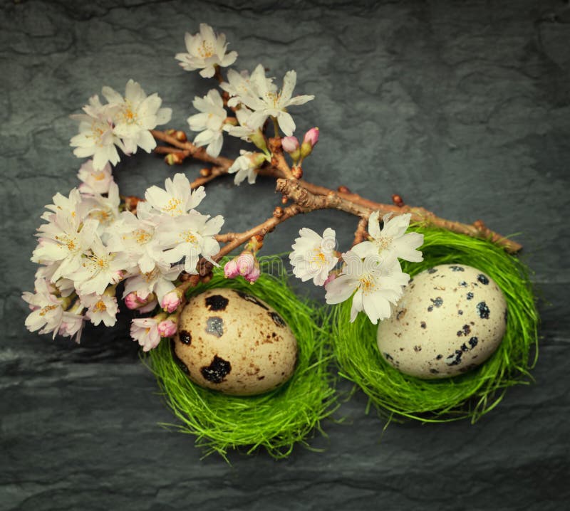 Two Small Quail Eggs Side Tiny Green Nests Spring Flower Stock Photos