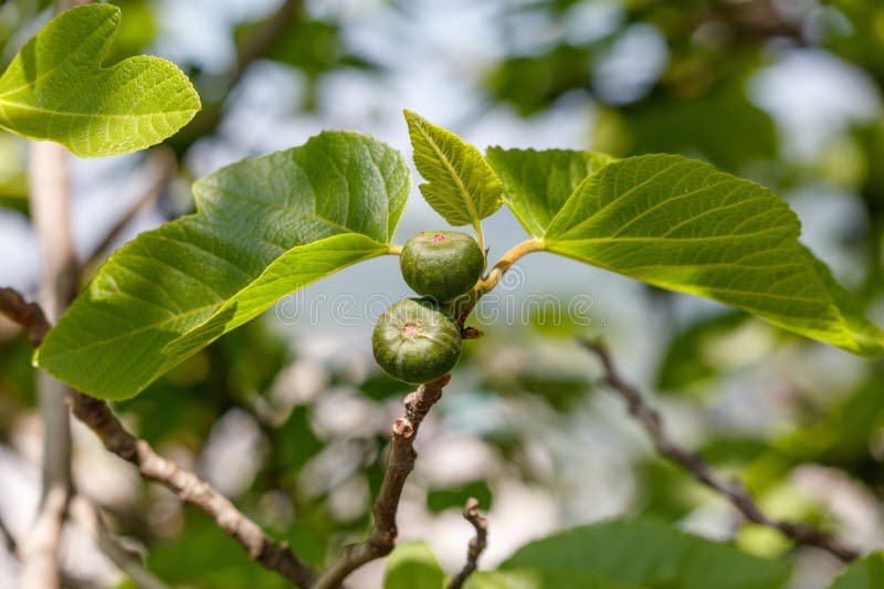 Two small green fruits are hanging from a leaf stock photo