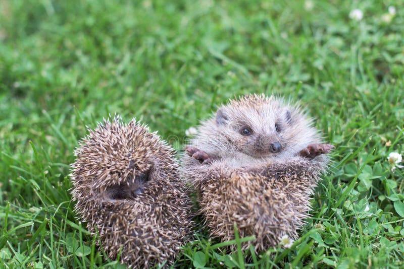 Two Small Hedgehogs Curled Up in a Ball on the Grass Stock Photo