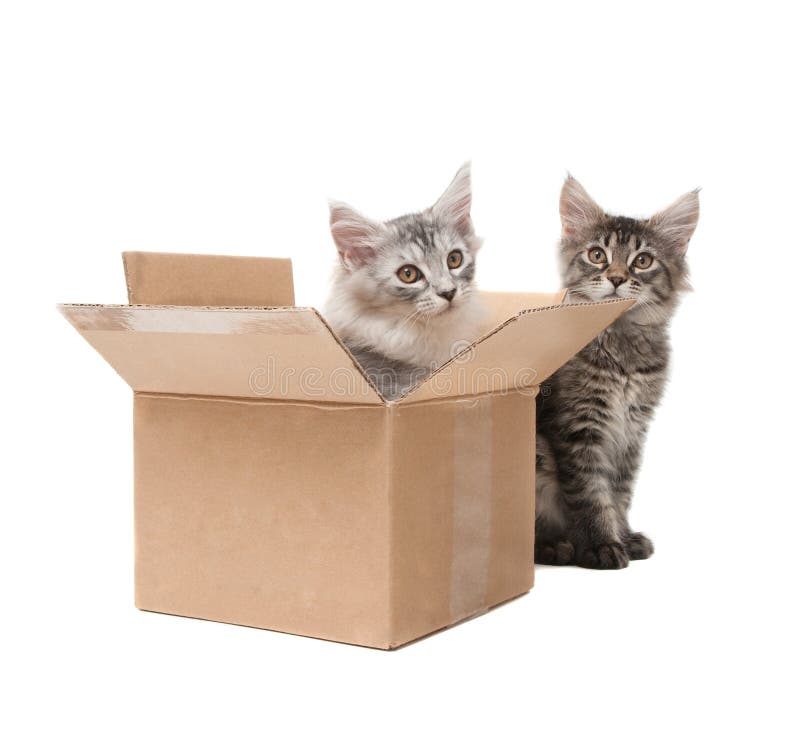 Two small kittens royalty free stock image
