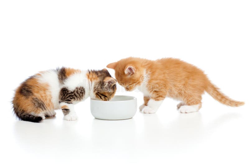 Two Small Kittens Cats Lap Milk from Bowl Stock Photo Image of milk