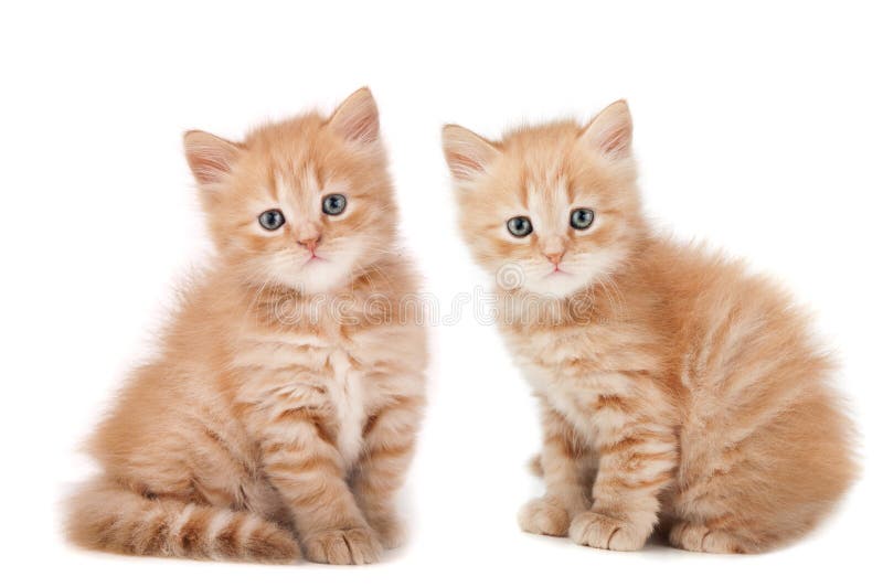 Two small kittens looking