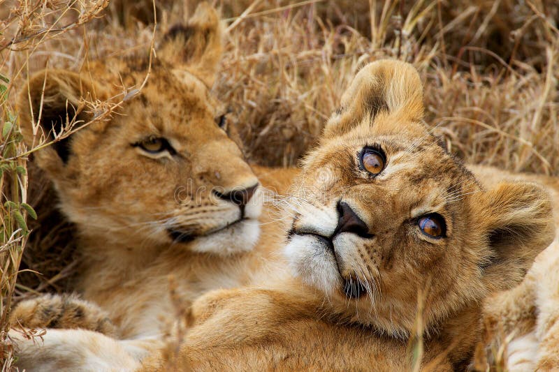 Two small lions stock photo. Image of africa, mammal 16649702