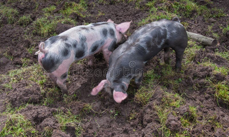 Two small PiÃ©train pigs rooting in the mud