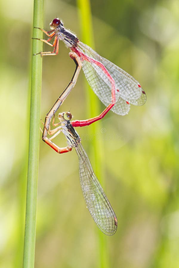 Two small Red Damselfly (Ceriagrion tenellum) mating