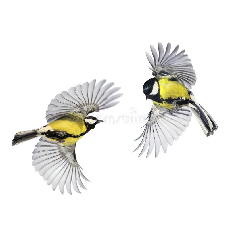 Two small songbirds tit fly widely spreading feathers and wings on a white isolated background in various poses and views