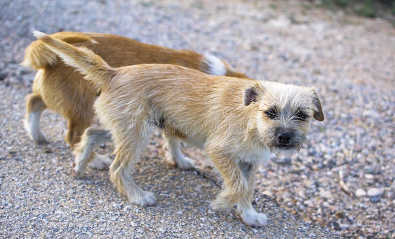 Two Small Stray Dogs Abandoned Lonely on the Road Stock Image - Image ...