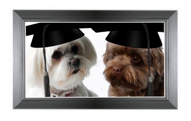 Due molto intelligente e di successo di cani con tappo di laurea in una cornice di un quadro.