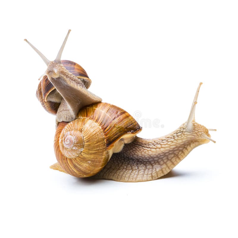 Two snail are looking interested around isolated on white background. Taken in Studio with a 5D mark III. Two snail are looking interested around isolated on white background. Taken in Studio with a 5D mark III