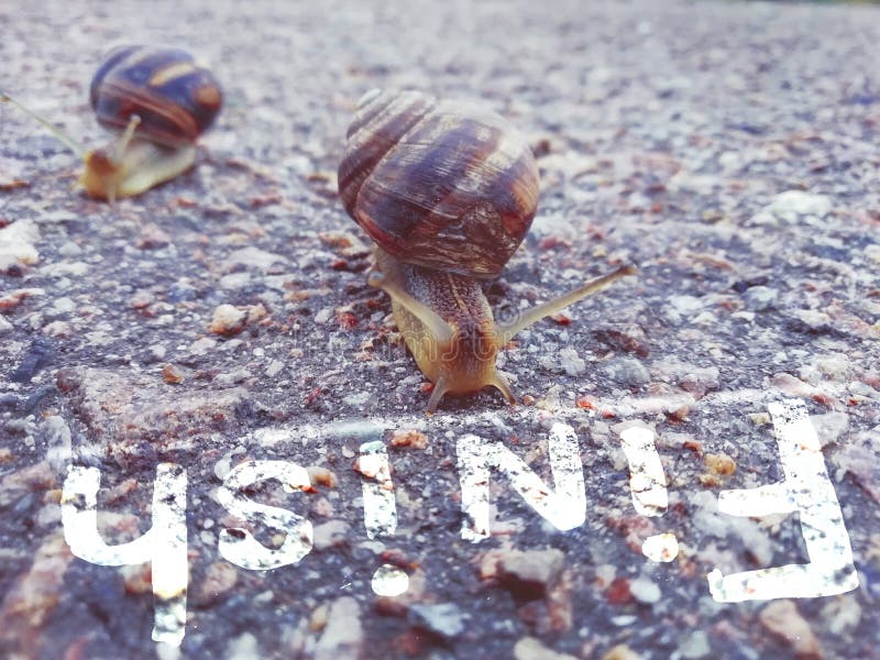 Two snails on the asphalt, the finish line and the inscription finish.