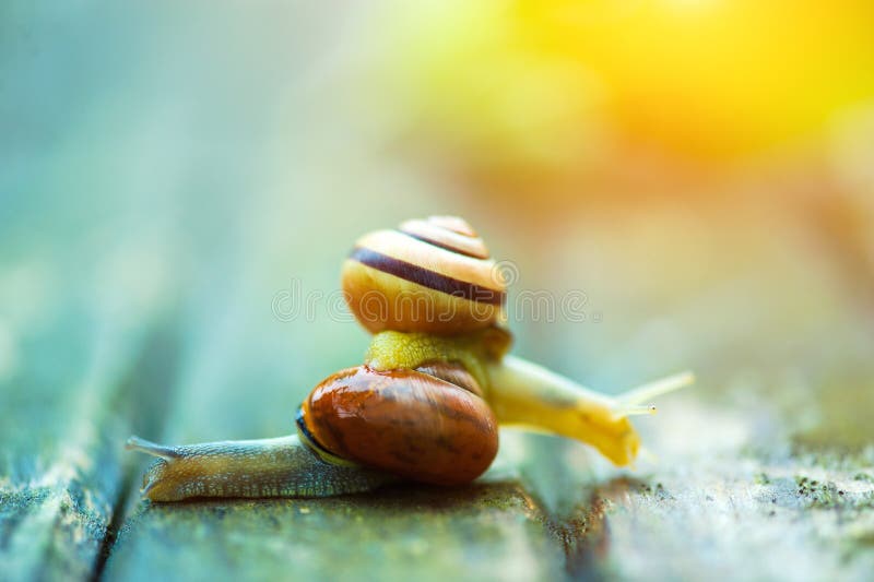 Two snails moving in opposite directions, an old wooden surface stock images Two snails moving in opposite directions, an old wooden surface stock images