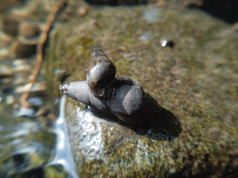Two Snails Piled on a Rock in the River Stock Photo Image of river