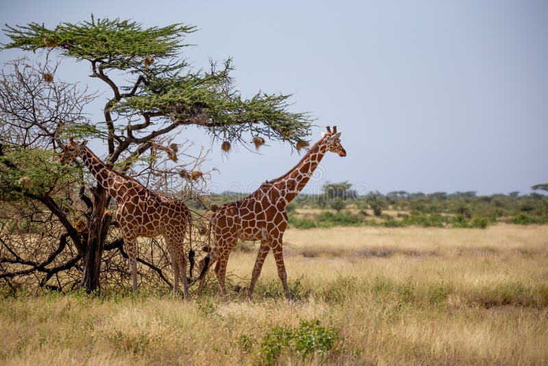 Two Somalia Giraffes Eat the Leaves of Acacia Trees Stock Photo Image