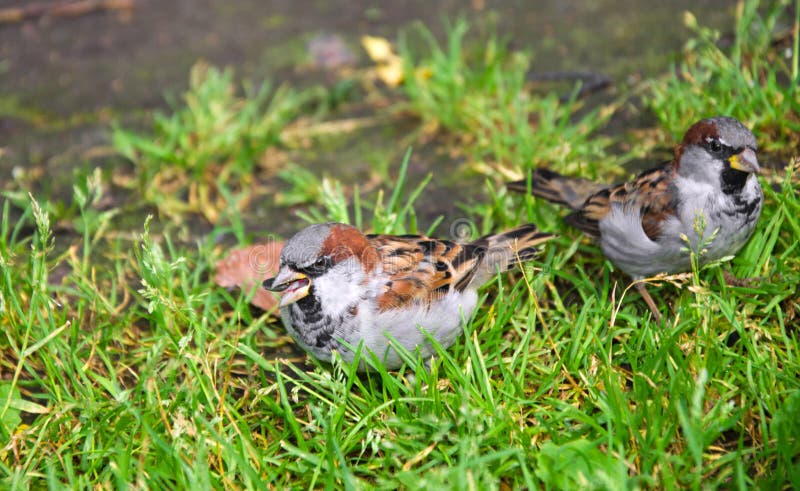 Two Sparrows On The Grass Stock Photo Image Of Macro Two Sparrows On The Grass Stock Photo Image Of Macro