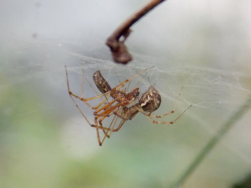 Spiders in love stock image. Image of love, macro, nature 125175691
