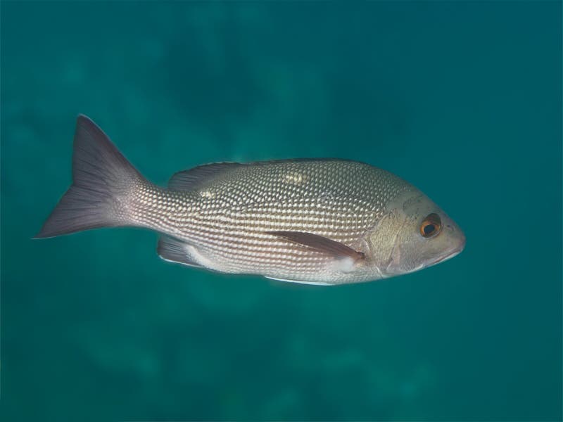 Two-spot red snapper fish in the sea underwater