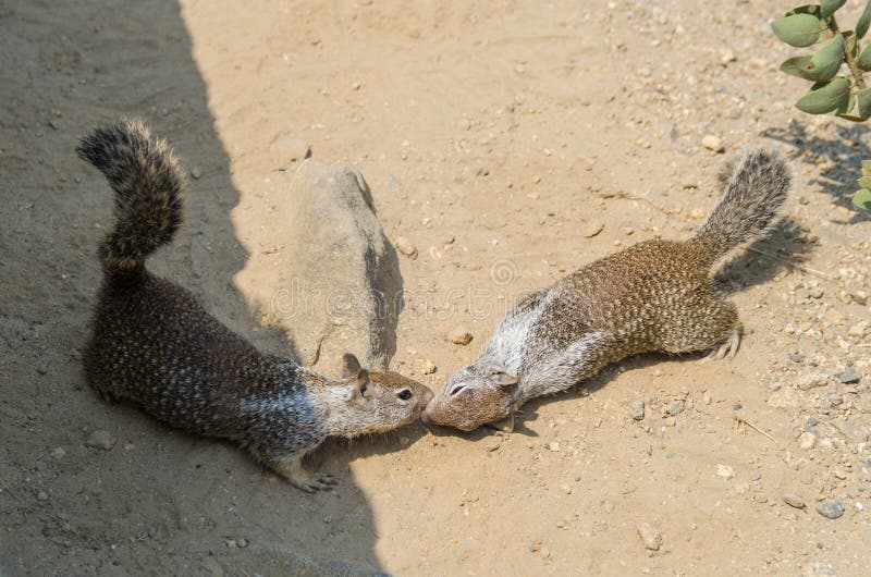 Two squirrels kissing stock photo. Image of moss, rodents 25108676