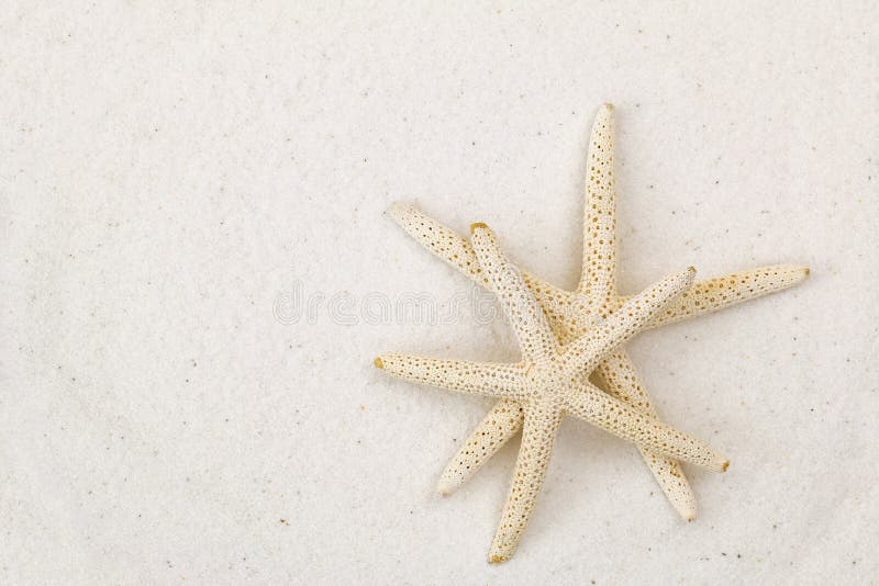 Two star fish, known as sea stars, on white fine sand beach back