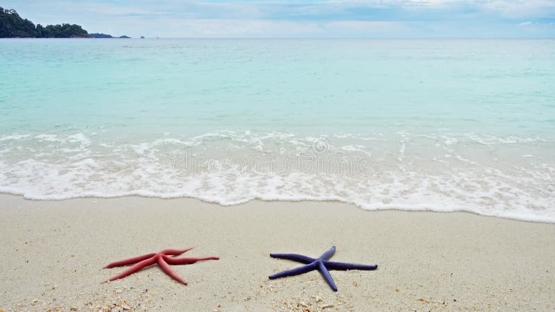 Two starfish on sandy beach in waves
