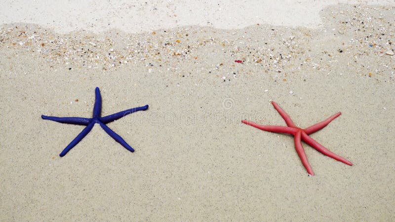 Two starfish on sandy beach in waves