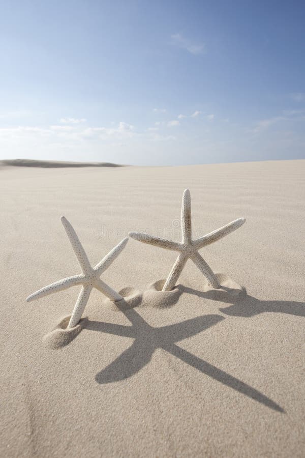 Two Starfish in sand