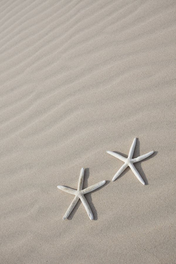 Two Starfish on sand