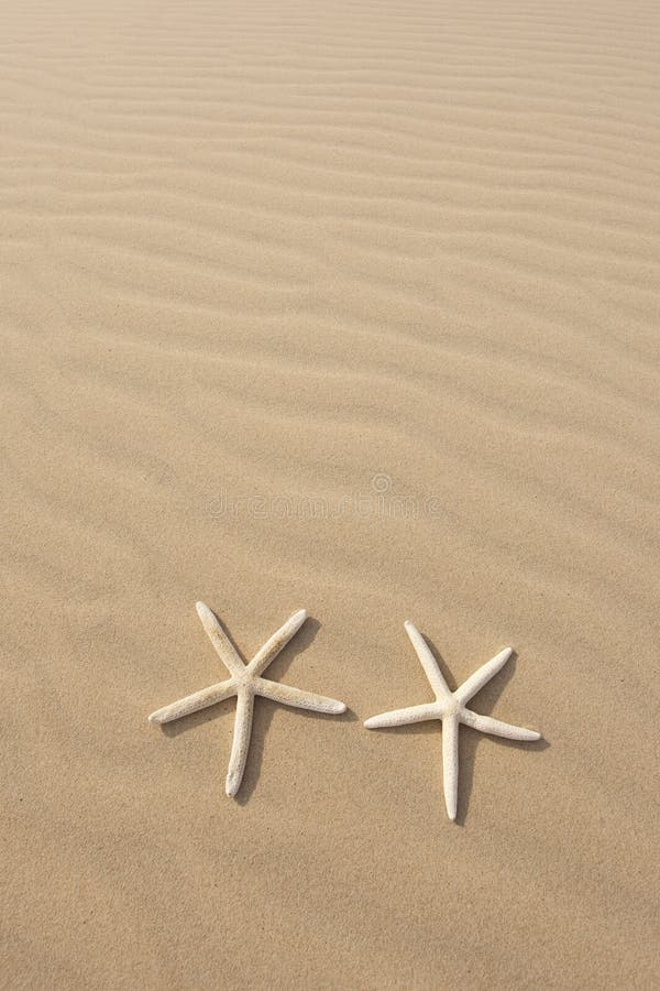 Two Starfish on sand