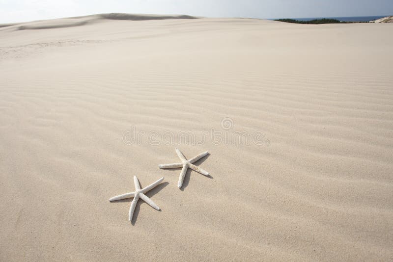 Two Starfish on sand