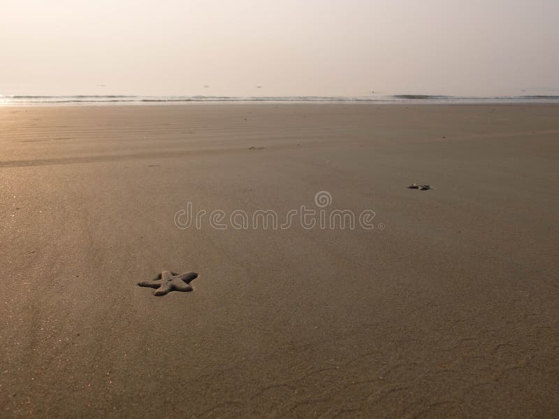 Two starfishes on the sand beach stock images Two starfishes on the sand beach stock images
