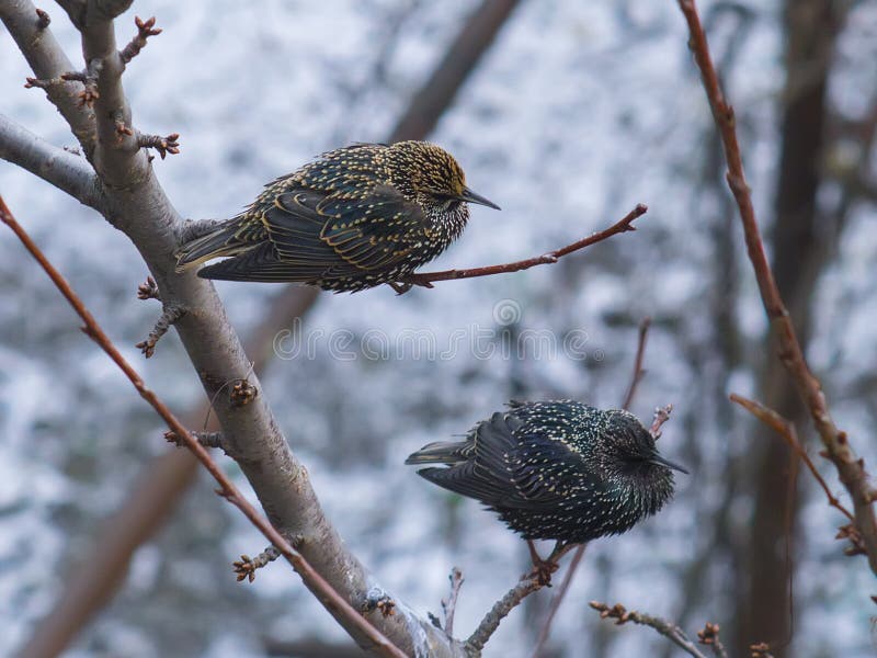 Two starlings on branch of tree