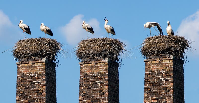 Two storks