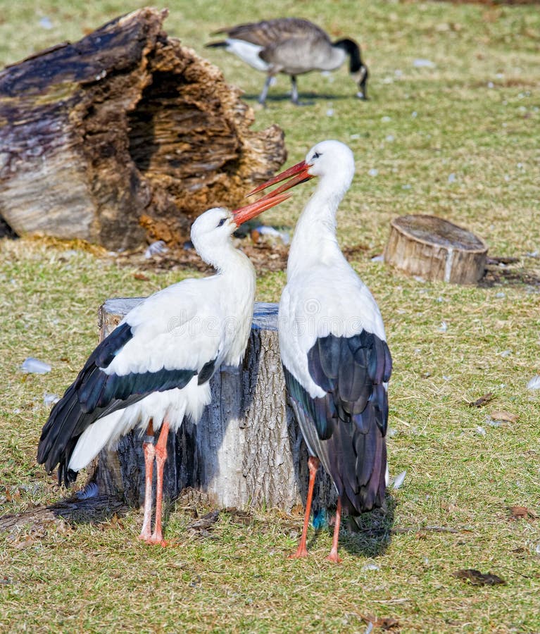 Two storks