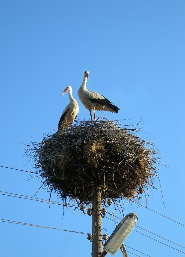 Two storks in the nest