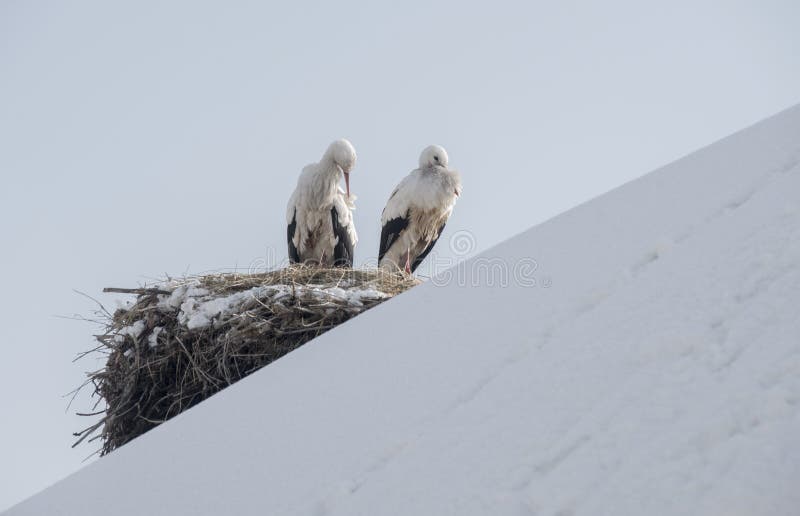 Two storks not migrating in winter timet