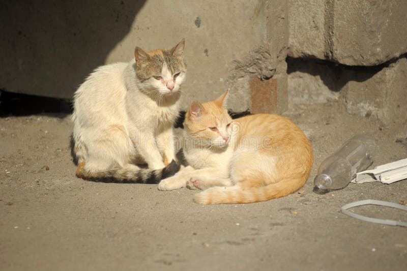 Two stray cats stock photo. Image of portrait, colour 31700396