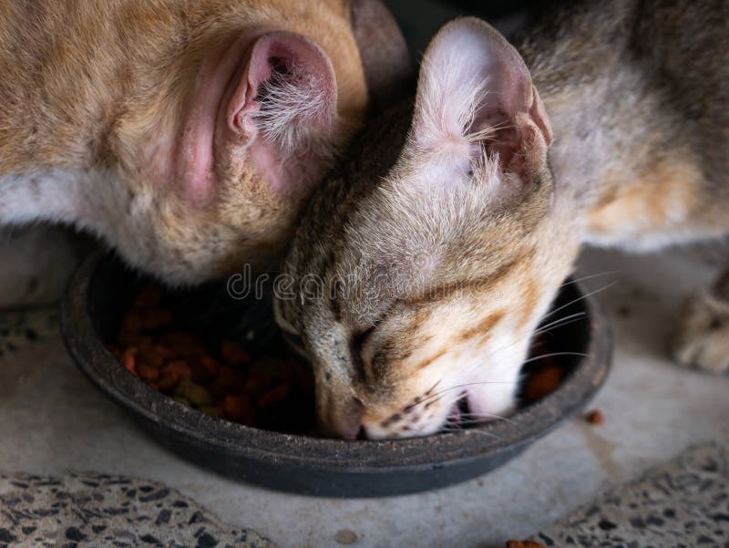 Stray Cat Eating Food That People Put On The Street Stock Image Image