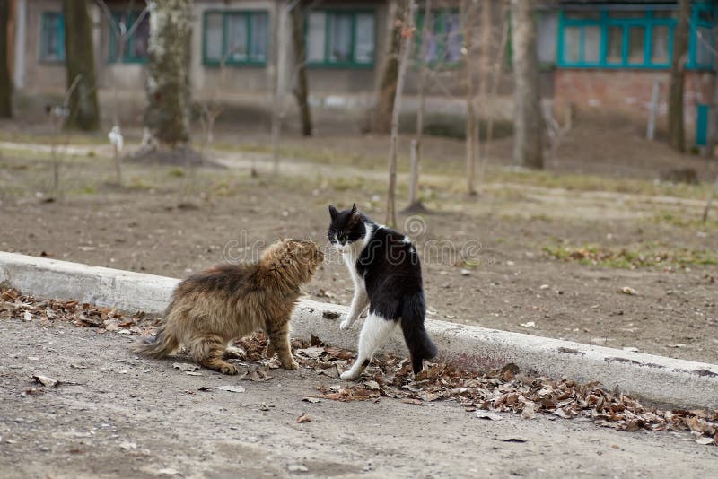Two Stray Cats Are Fighting Stock Photo Image Of Relationship two-stray-cats-are-fighting-stock-photo-image-of-relationship