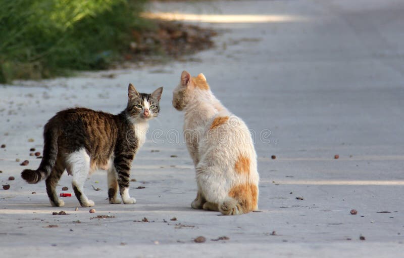 Two Stray Cats on the Street Stock Photo Image of march, kitty 78160180