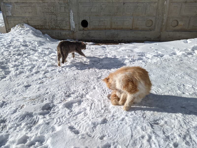 Two Stray Cats In The Winter Season Stock Photo Image Of Lunch two-stray-cats-in-the-winter-season-stock-photo-image-of-lunch