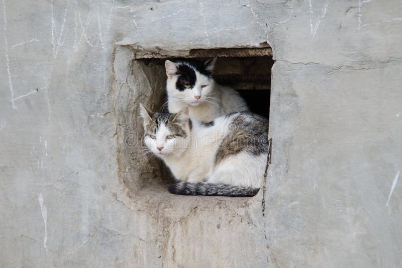 Two Street Cats Sit in Square Hole the Wall Stock Image Image of live