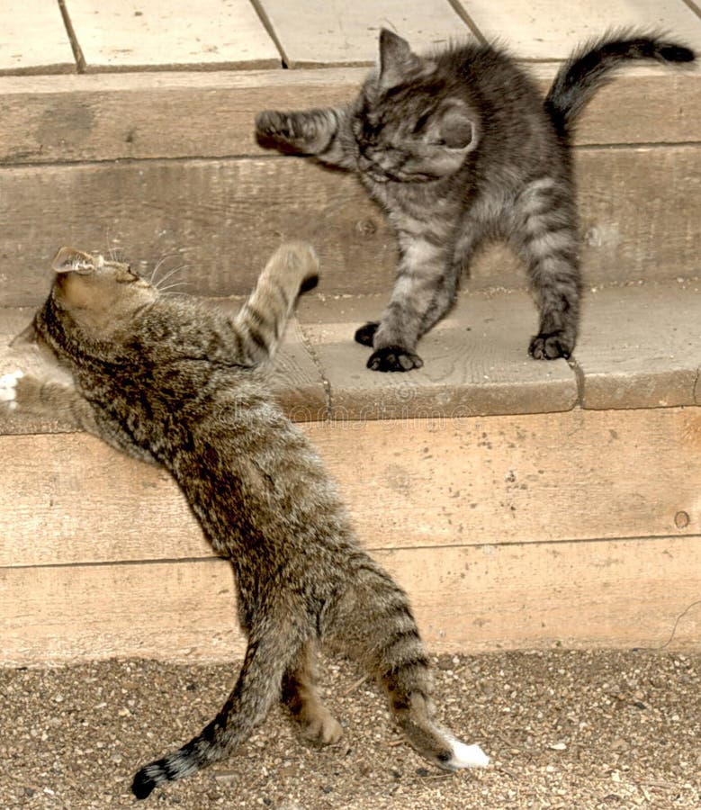 Two striped cats fighting stock photo. Image of cute 140475094