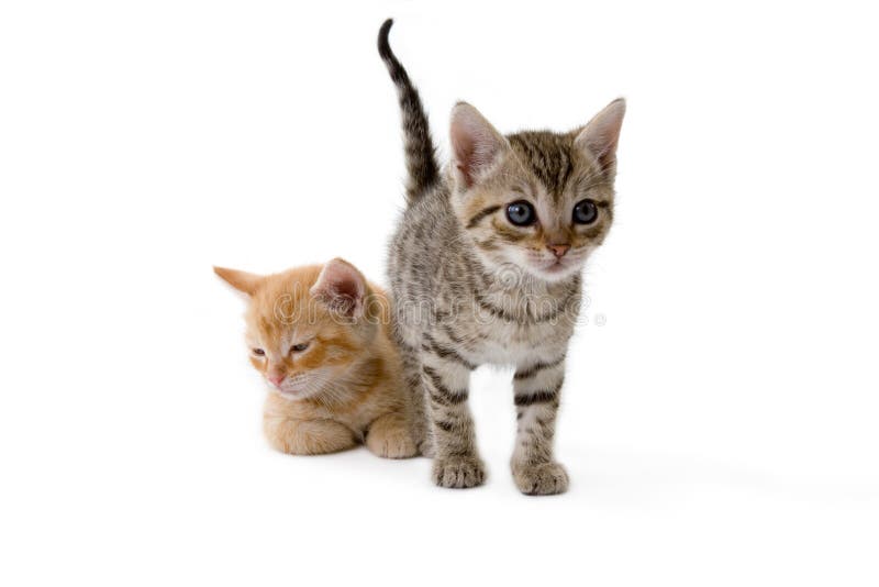 Two striped kittens lying down