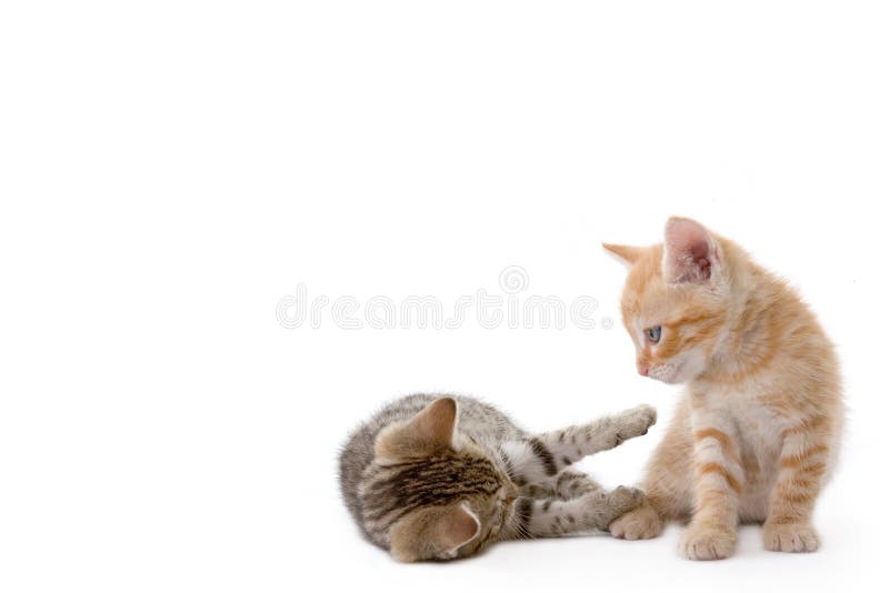 Two striped kittens lying down